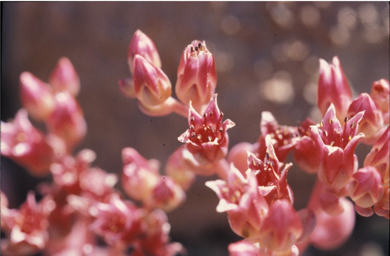 Roseflower Stonecrop photo 3