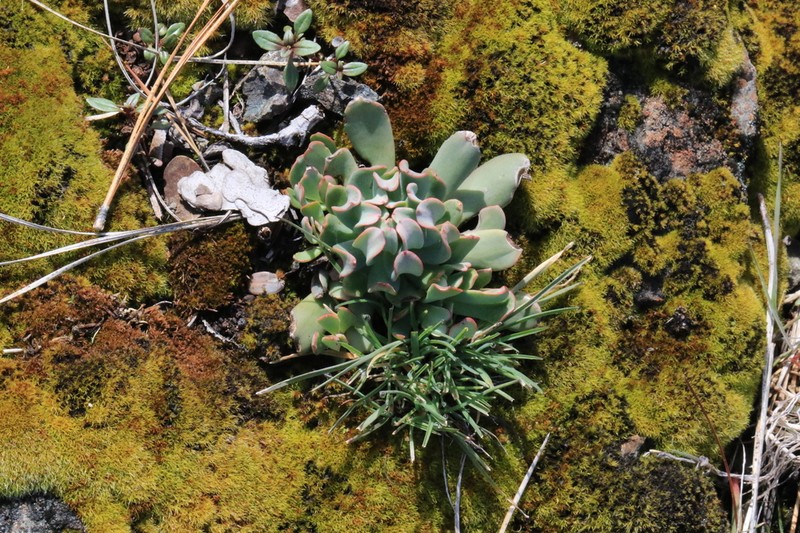 Roseflower Stonecrop