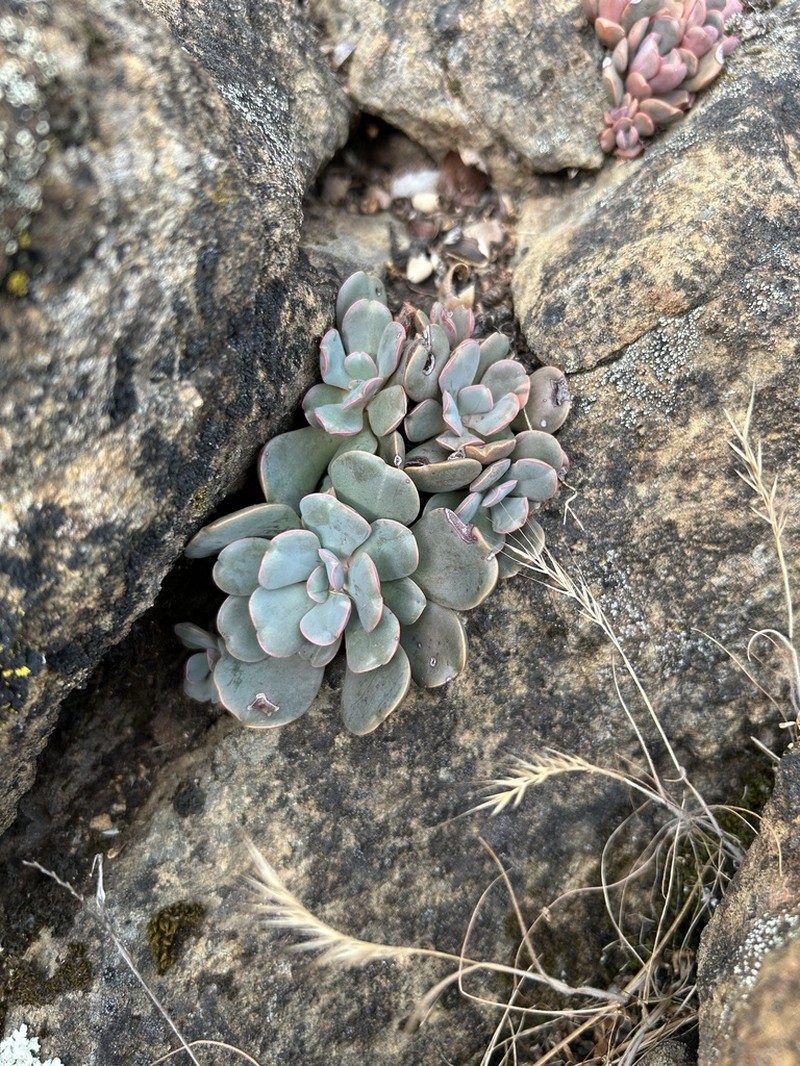 Roseflower Stonecrop photo 2