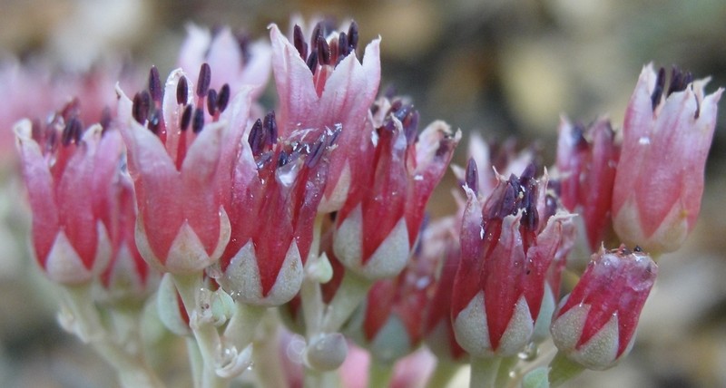 Roseflower Stonecrop photo 3