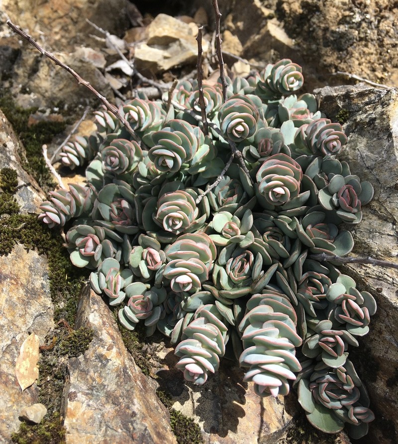 Roseflower Stonecrop photo 4