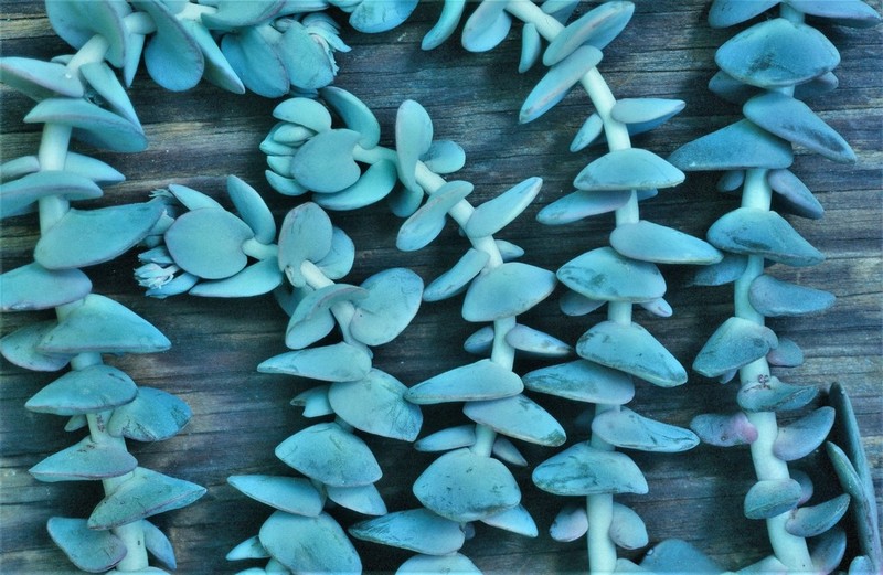 Roseflower Stonecrop photo 6