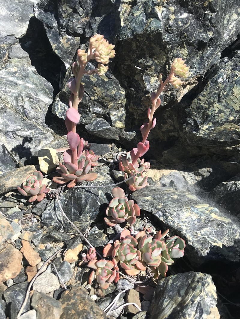 Roseflower Stonecrop photo 7