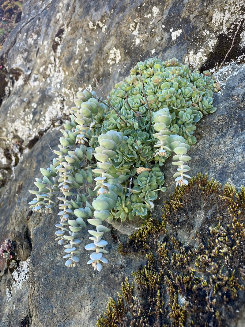 Sedum laxum subsp. heckneri