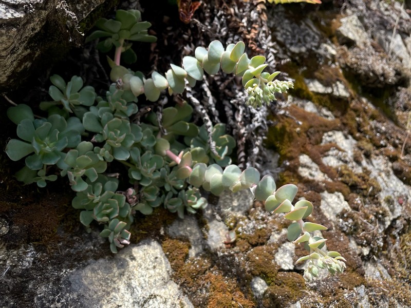 Sedum laxum subsp. heckneri photo 2