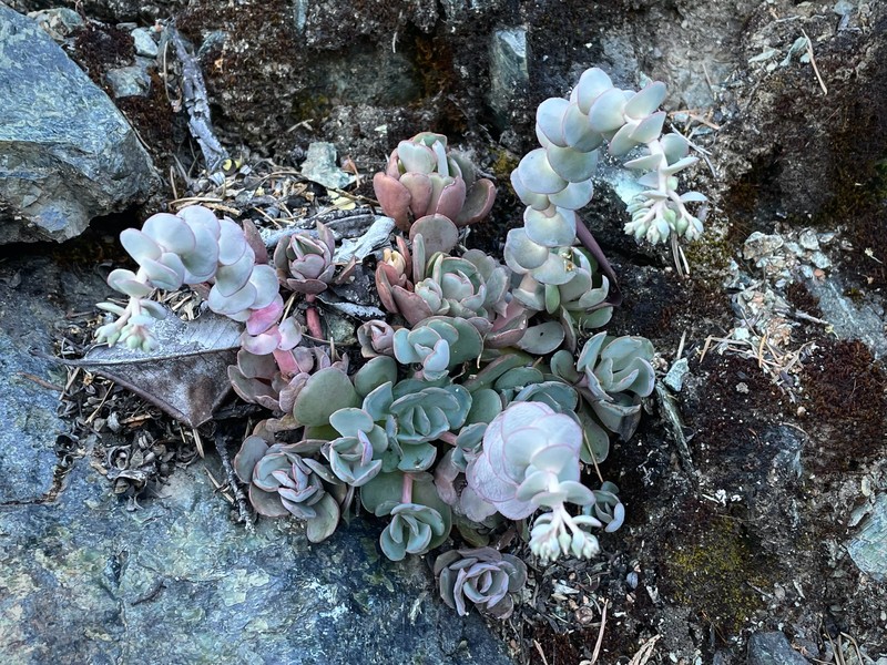 Sedum laxum subsp. heckneri photo 3