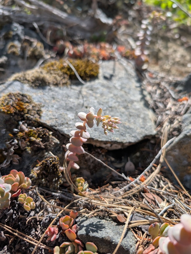 Sedum laxum subsp. heckneri photo 4
