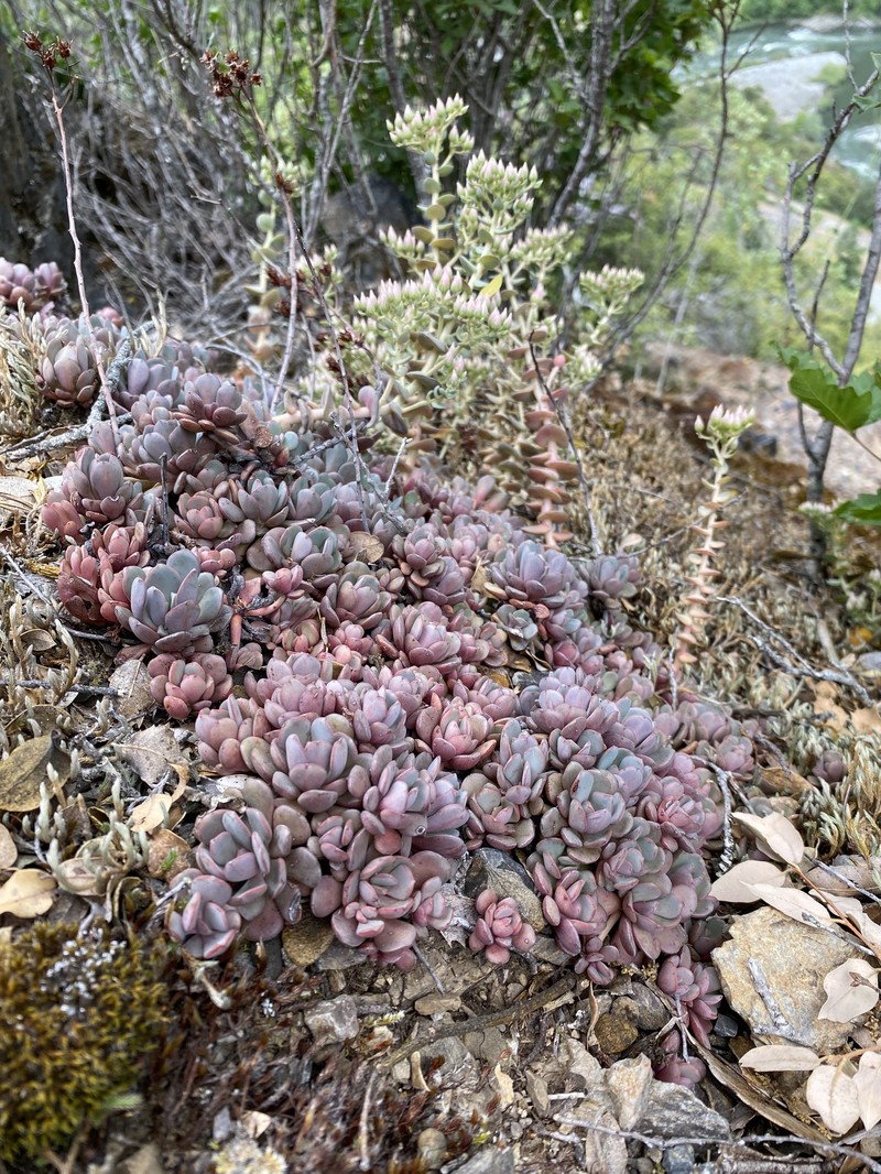 Sedum laxum subsp. heckneri photo 5