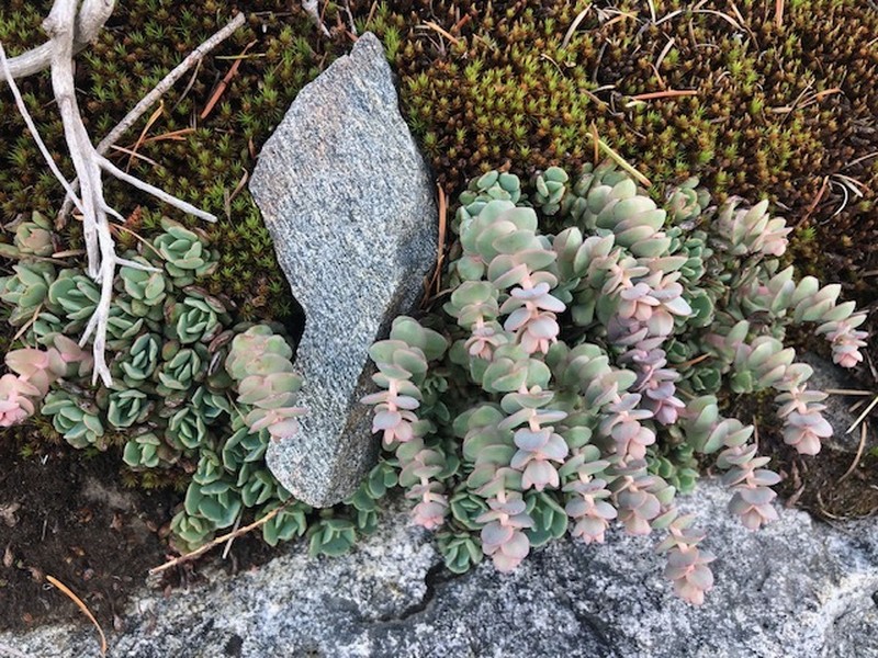 Sedum laxum subsp. heckneri photo 6