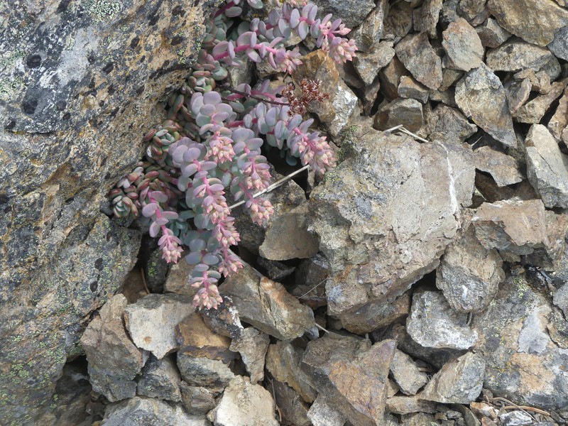 Sedum laxum subsp. heckneri photo 7