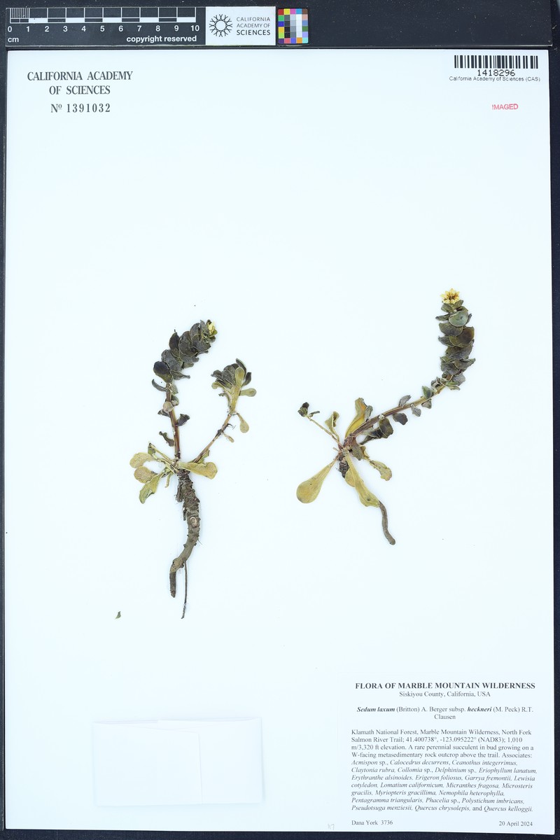 Sedum laxum subsp. heckneri photo 8