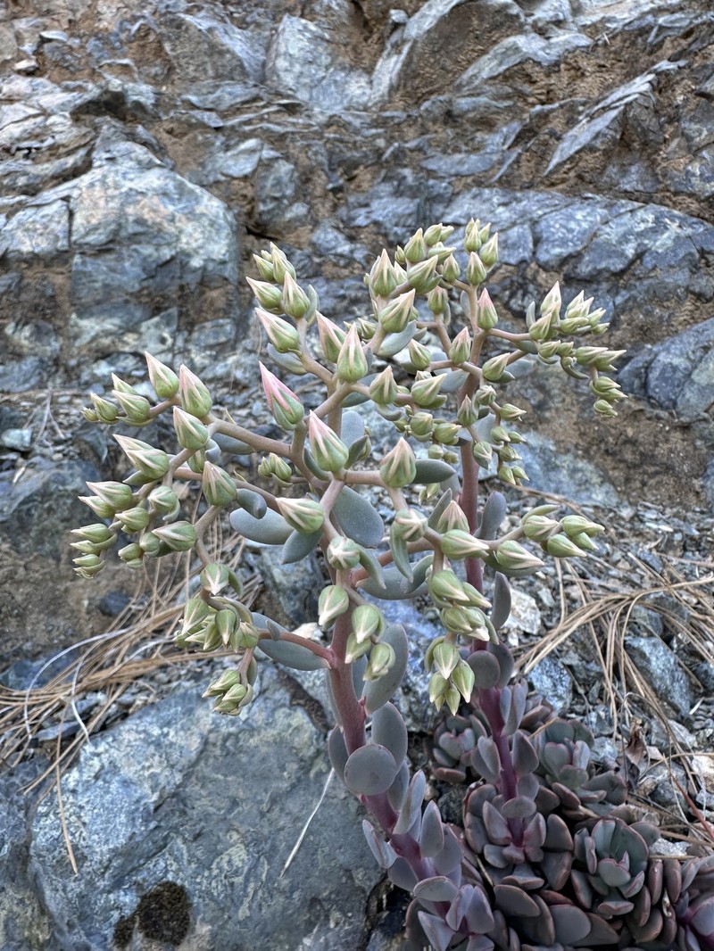 Sedum laxum subsp. laxum