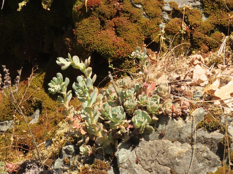 Sedum laxum subsp. laxum photo 2