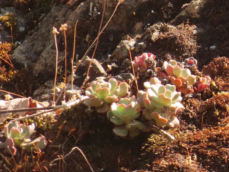 Sedum laxum subsp. laxum photo 3