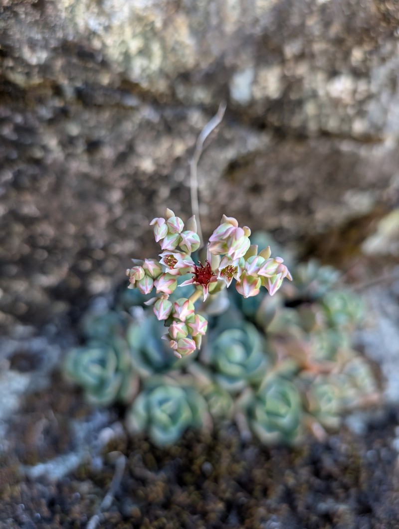 Sedum laxum subsp. laxum photo 4