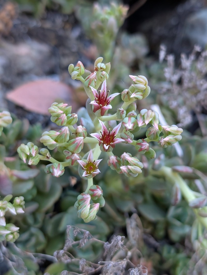 Sedum laxum subsp. laxum photo 5
