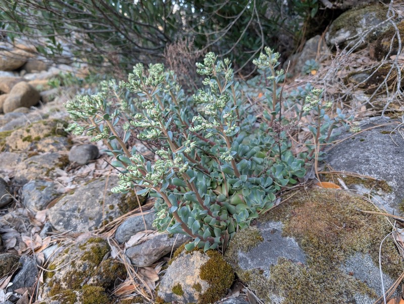 Sedum laxum subsp. laxum photo 6