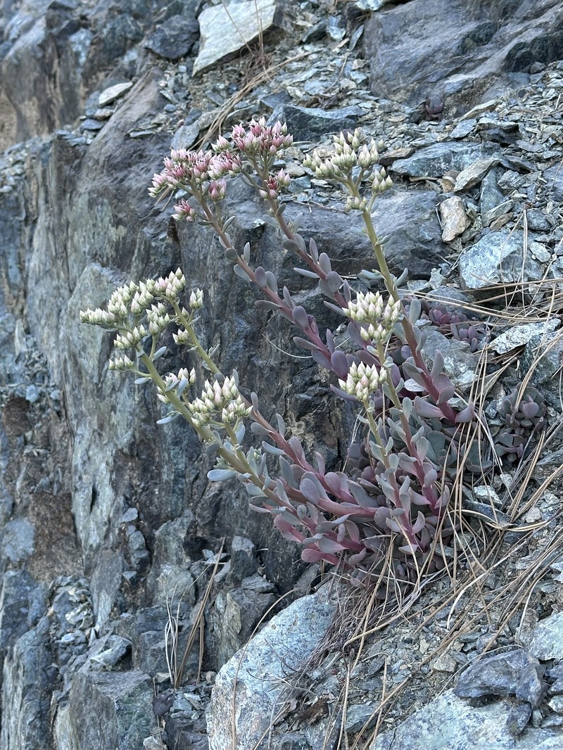 Sedum laxum subsp. laxum photo 7