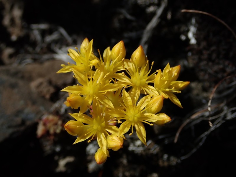 Leiberg Stonecrop