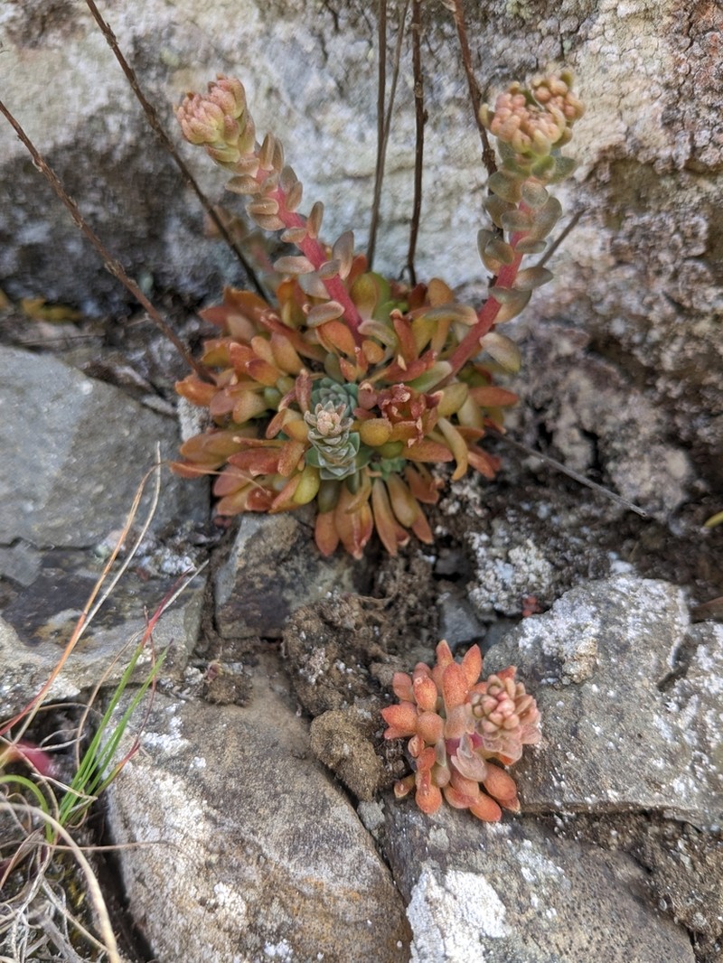 Leiberg Stonecrop photo 2
