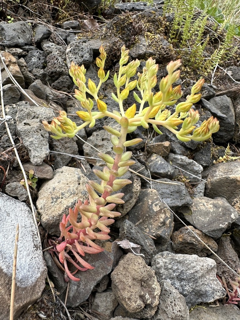 Leiberg Stonecrop photo 3
