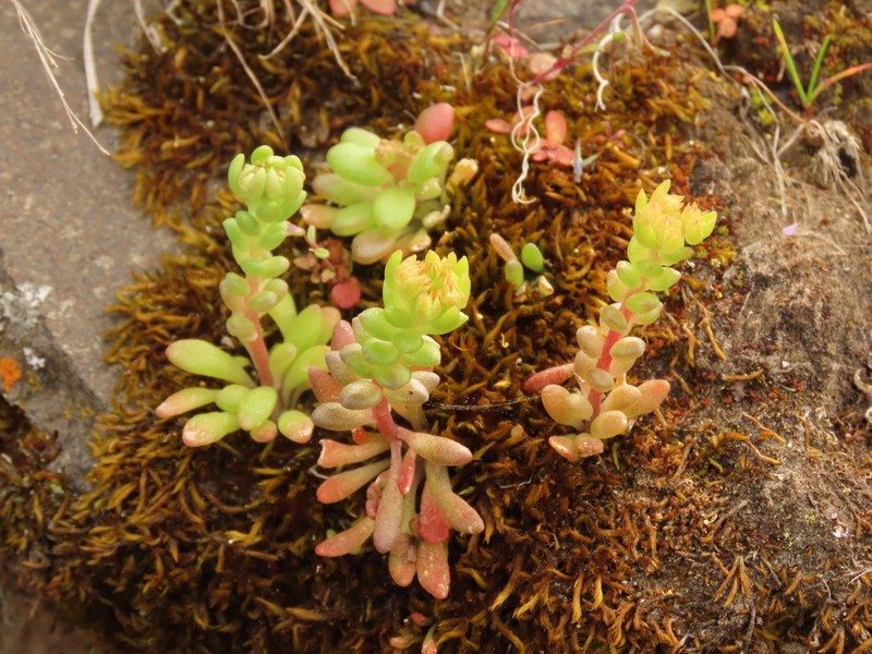 Leiberg Stonecrop photo 4
