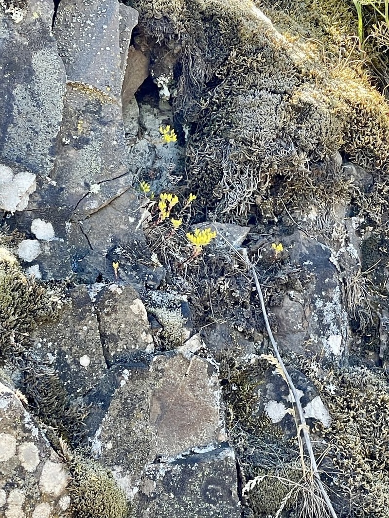 Leiberg Stonecrop photo 5