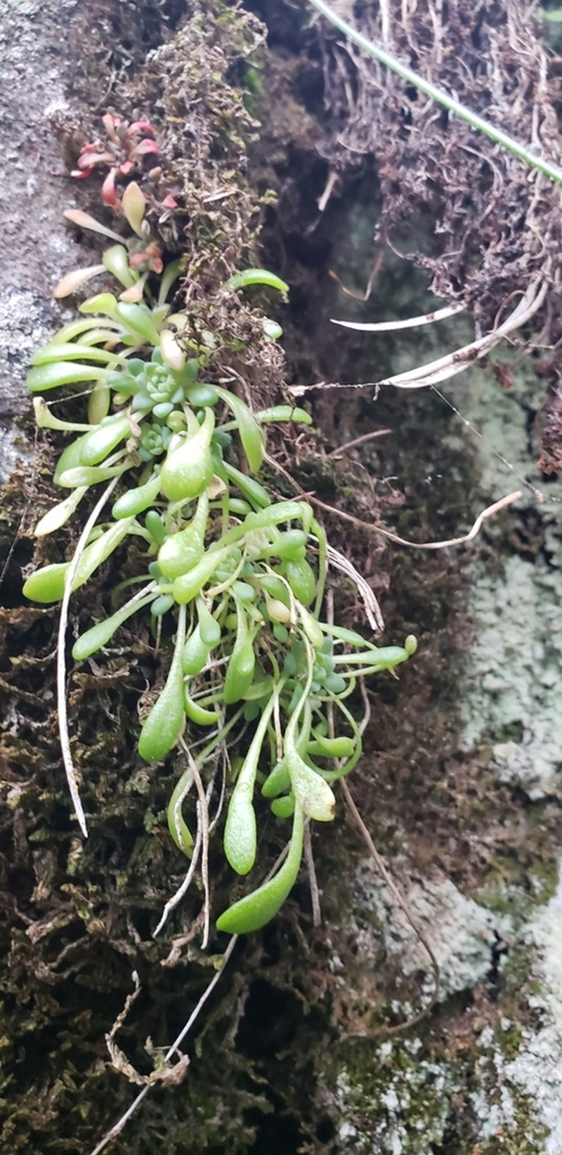 Leiberg Stonecrop photo 6