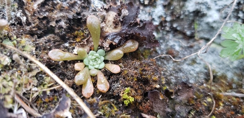 Leiberg Stonecrop photo 7