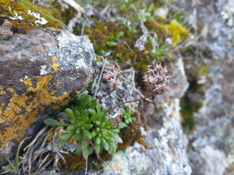 Leiberg Stonecrop photo 8