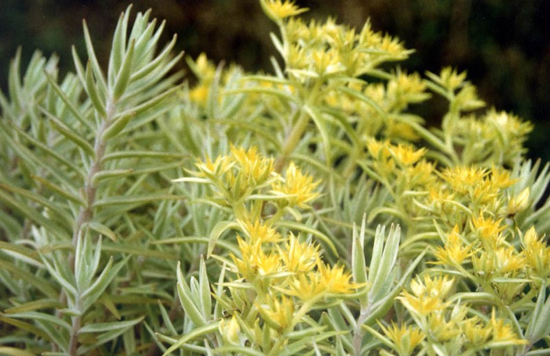 Needle Stonecrop photo 4