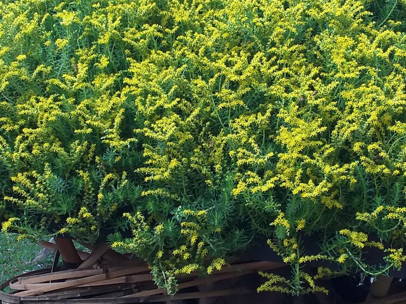 Needle Stonecrop photo 5