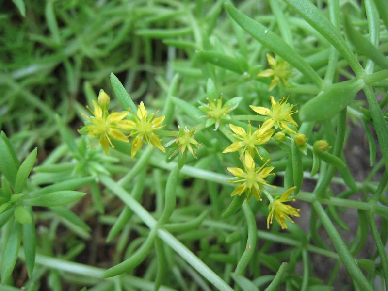 Needle Stonecrop photo 6
