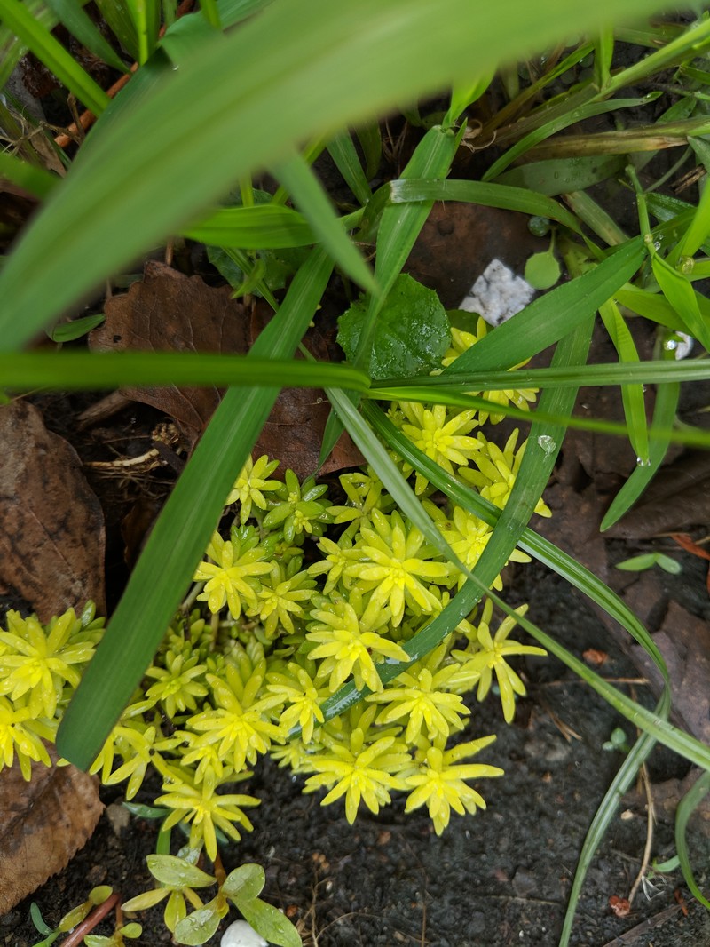 Needle Stonecrop photo 2