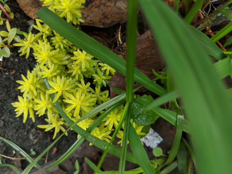 Needle Stonecrop photo 3