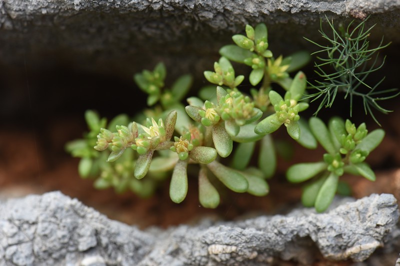 Sedum litoreum var. litoreum