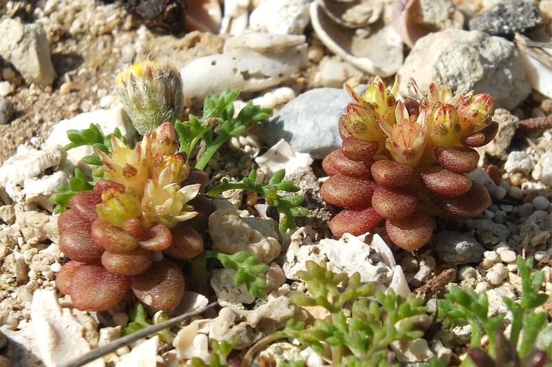 Sedum litoreum var. litoreum photo 2