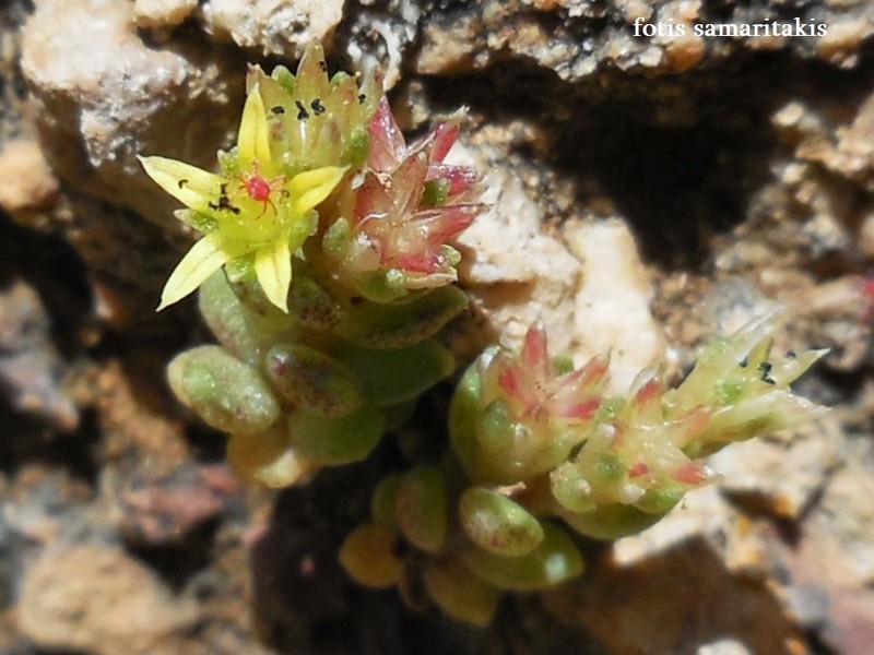 Sedum litoreum var. litoreum photo 3