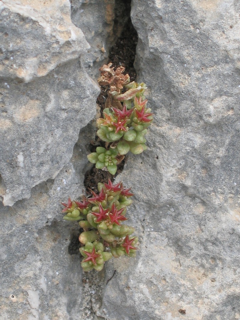 Sedum litoreum var. litoreum photo 4