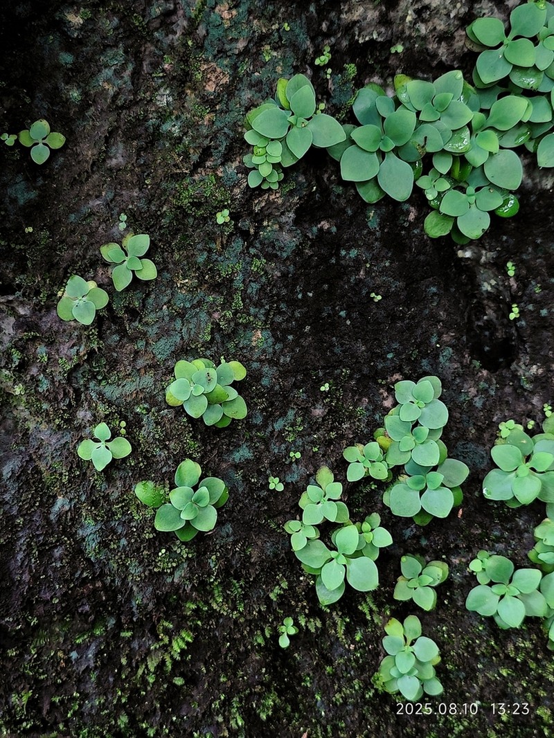 Sedum majus photo 2