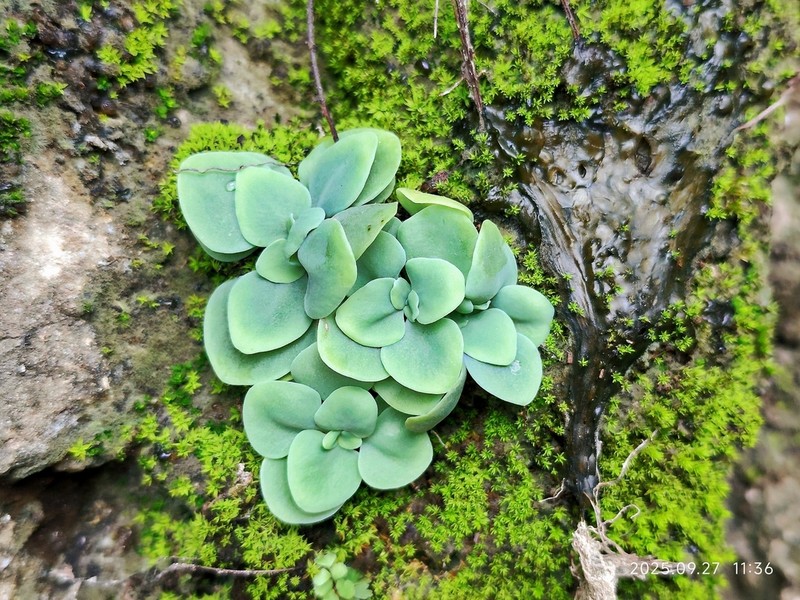 Sedum majus photo 4