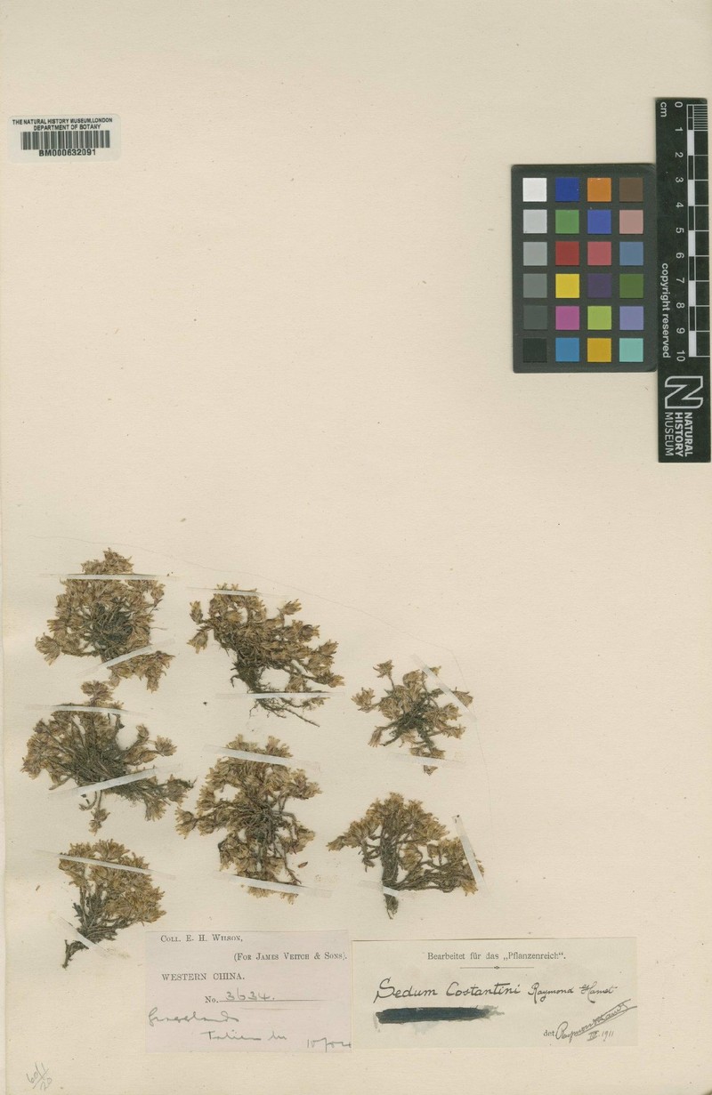 Sedum majus photo 6