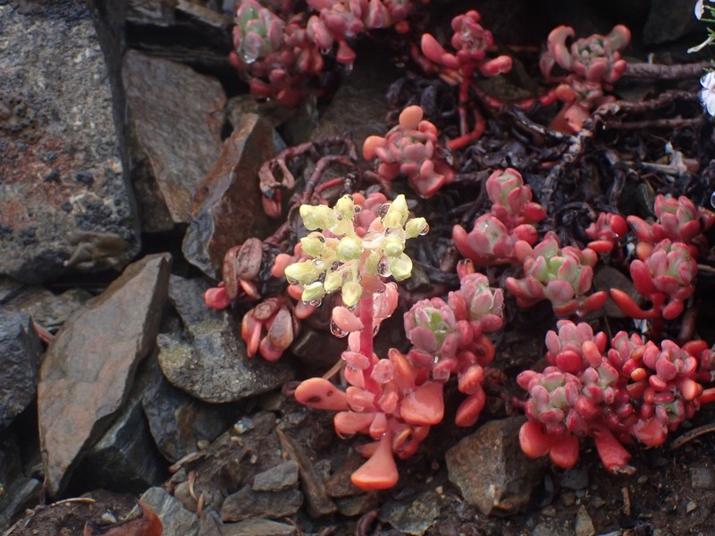 Sedum marmorense