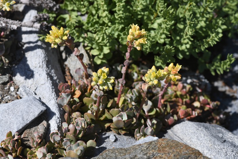 Sedum marmorense photo 2