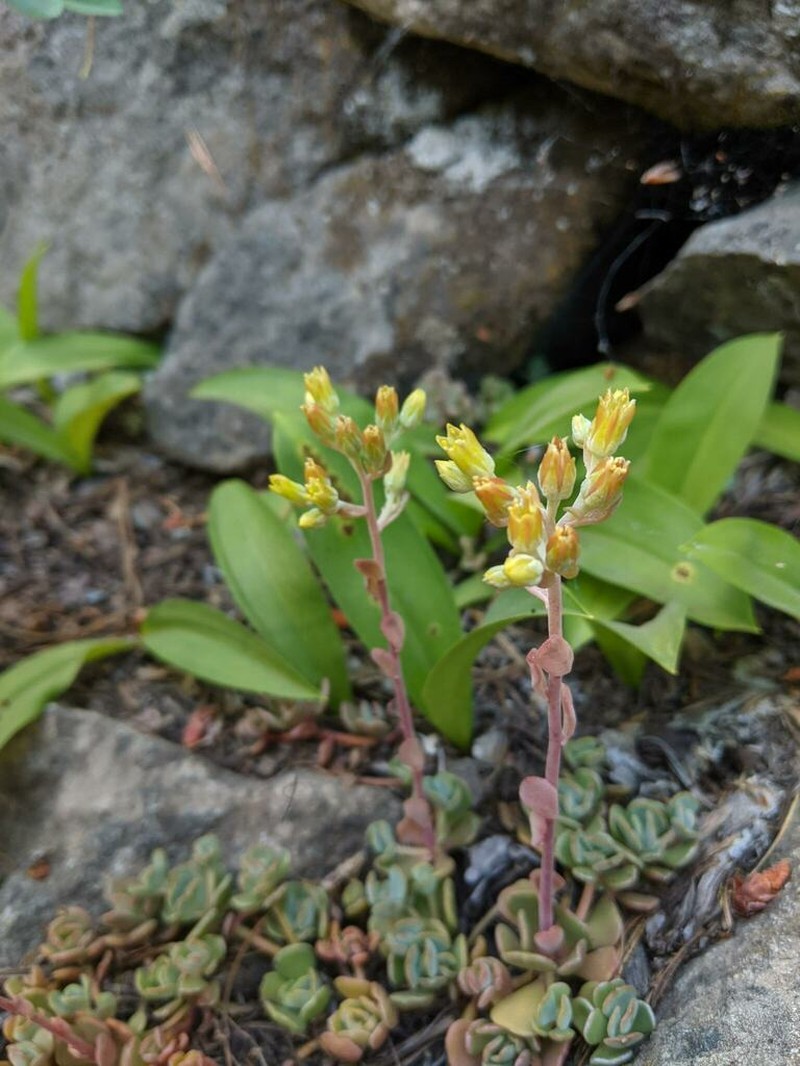 Sedum marmorense photo 3
