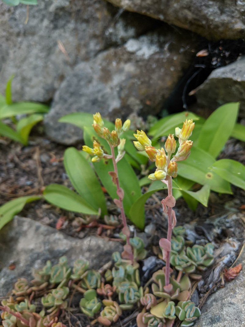Sedum marmorense photo 5