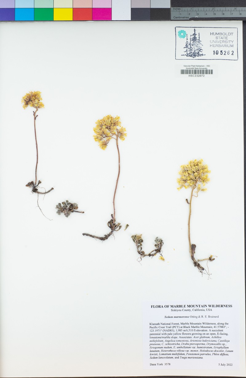 Sedum marmorense photo 6