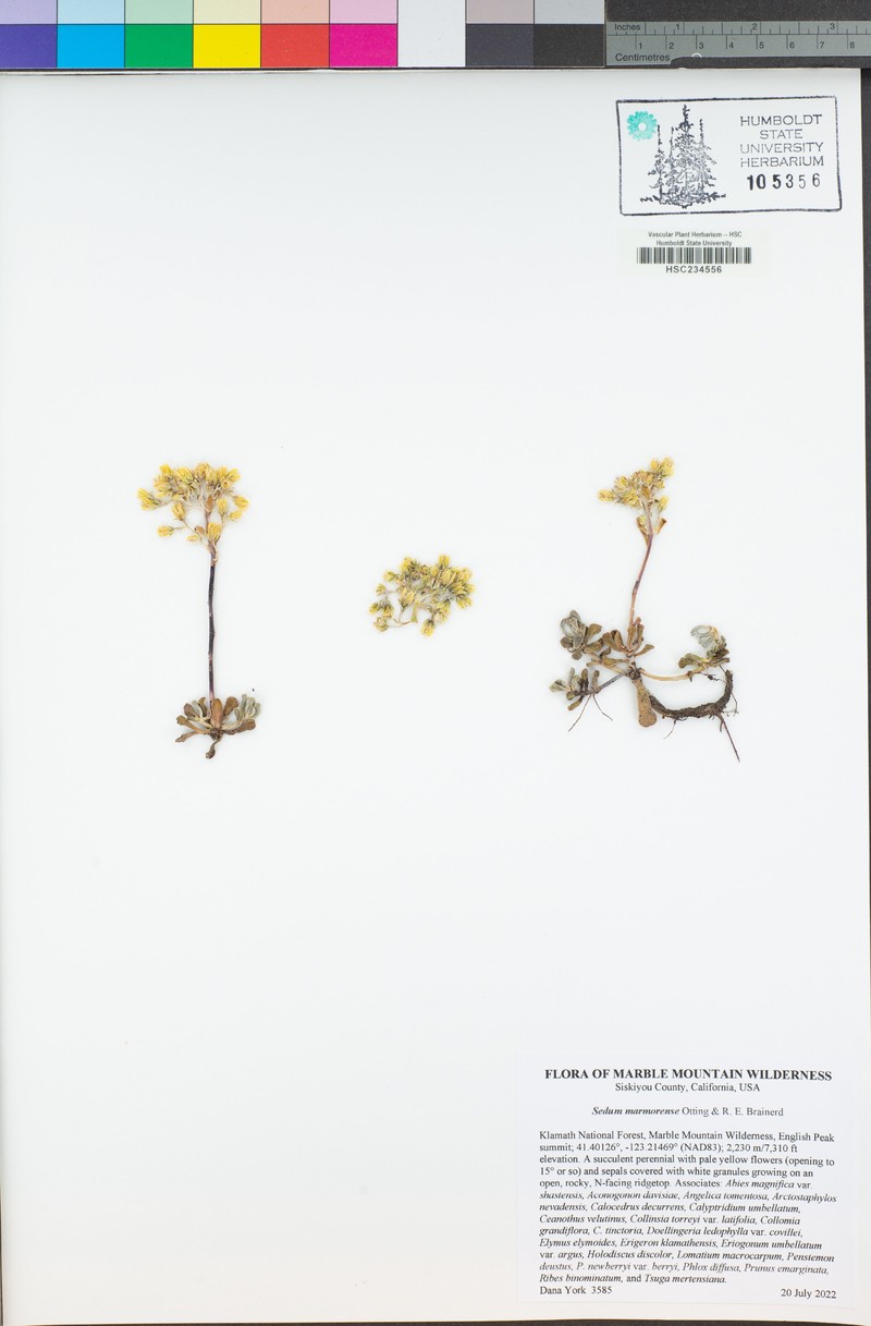 Sedum marmorense photo 7