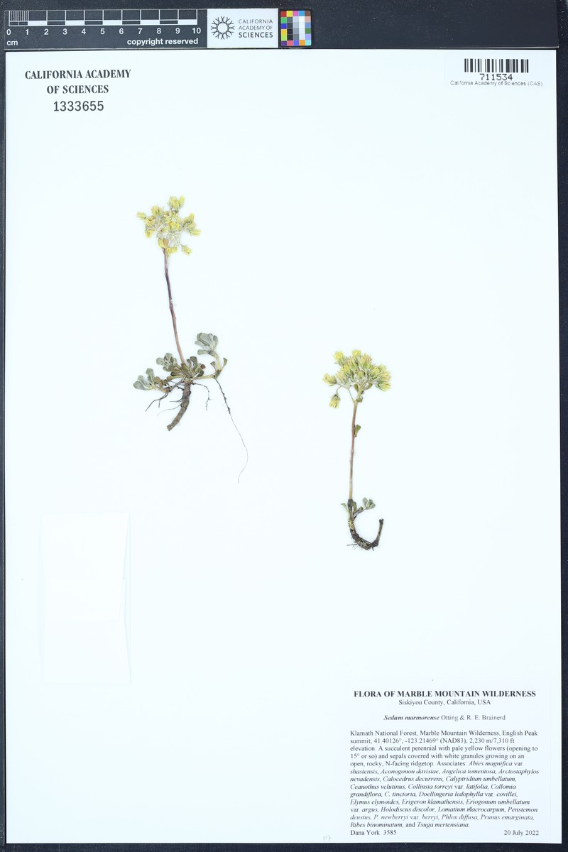 Sedum marmorense photo 8