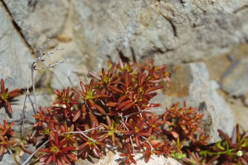 Sedum matsuense